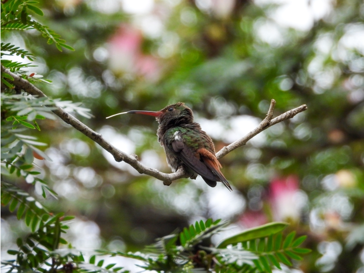 Amazilia Colirrufa (Amazilia tzacatl)