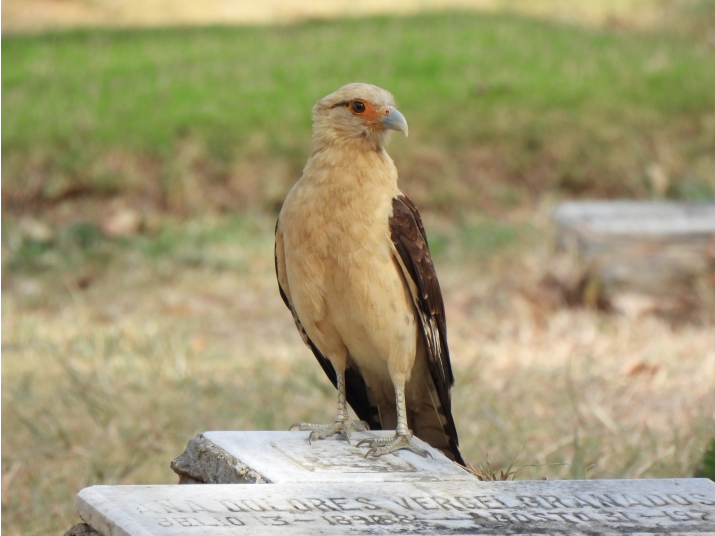 Caracara Bayo (Daptrius chimachima)
