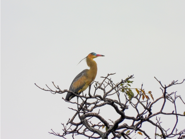 Garza Silbadora (Syrigma sibilatrix)