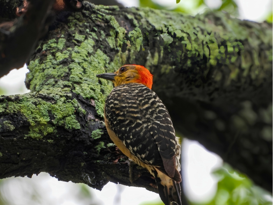 AVISTAMIENTO OLIVOS PAJARO 2
