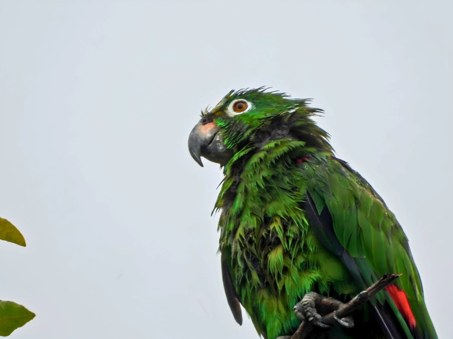 AVISTAMIENTO OLIVOS PAJARO 3