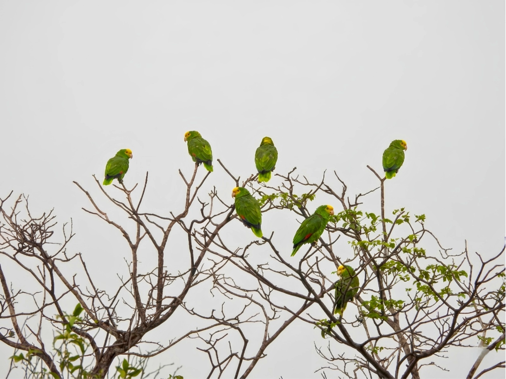 AVISTAMIENTO OLIVOS PAJARO 6