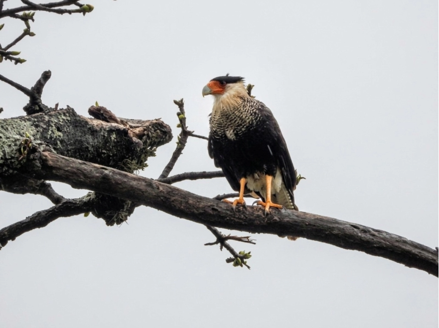 AVISTAMIENTO OLIVOS PAJARO